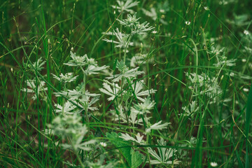 Wild Plants. Close Up View