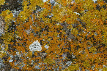 Yellow lichen on a rock