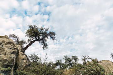 solitary green tree embedded in a cliff of a rock surrounded by a blue sky with clouds in the sierra of peru