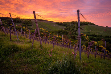 Vines in a vineyard with orange violet clouds in dawn sky