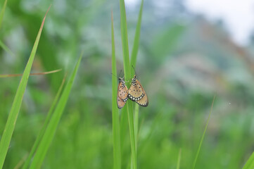 butterfly mating atmosphere on the grass
