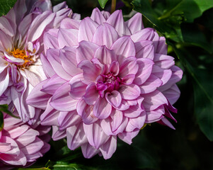 View of dahlia in the garden. Variety - Creme de cassis