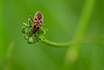 Red bug insect at a green plant close-up