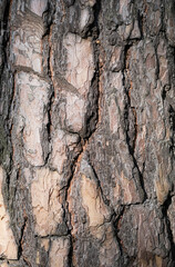 Texture of bark a tree, in light of evening sun. Relief background of wooden bark.