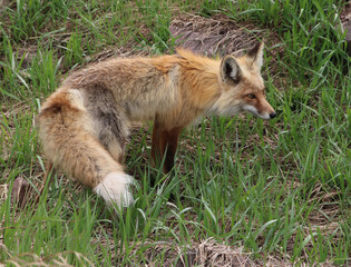 Red Fox looking right