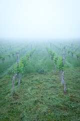 Fog in a vineyard in vertical format