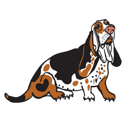 illustration of a dog basset pet animal