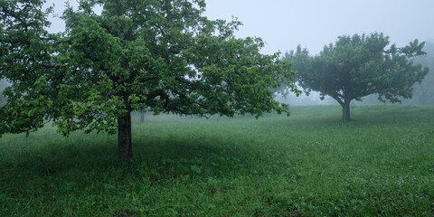 Orchard with apple trees in fog