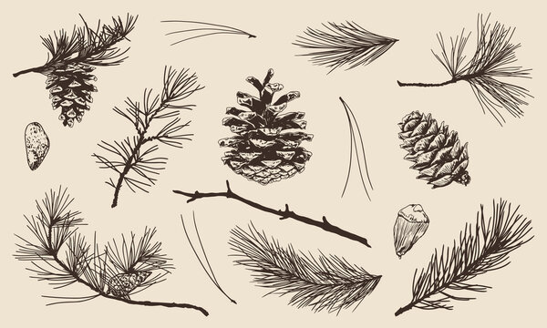 Hand drawn set of pine, spruce, fir tree needles, branches and cones. Vector Illustrations.