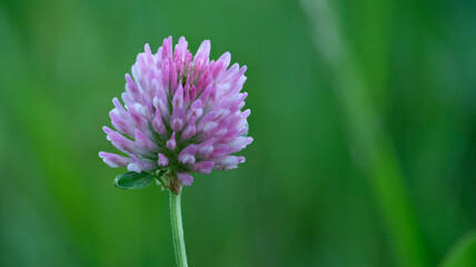 Purple clover flower close-up