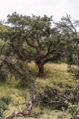 felled and felled tree in the sierra de los andes de peru surrounded by a queñual forest and a blue sky with clouds