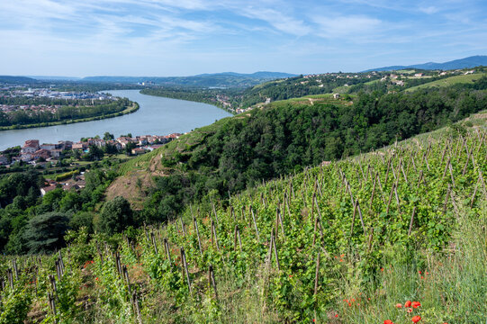 Paysage des coteaux de Condrieu dominant le fleuve Rh&ocirc;ne dans le d&eacute;partement du Rh&ocirc;ne en France