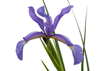 Violet flower of marsh iris, lat. Iris pseudacorus, isolated on white background