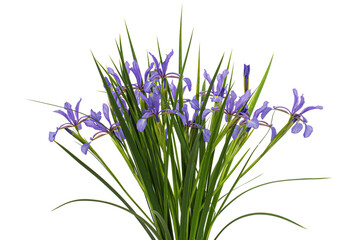 Bouquet of violet flowers marsh iris, lat. Iris pseudacorus, isolated on white background