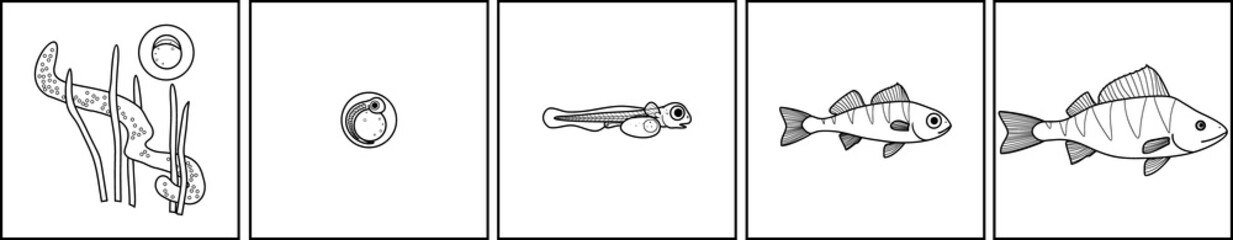 Coloring page with fish life cycle. Sequence of stages of development of perch (Perca fluviatilis) freshwater fish from egg to adult animal