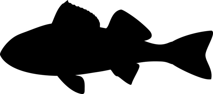 Black silhouette of juvenile perch (Perca fluviatilis) freshwater fish