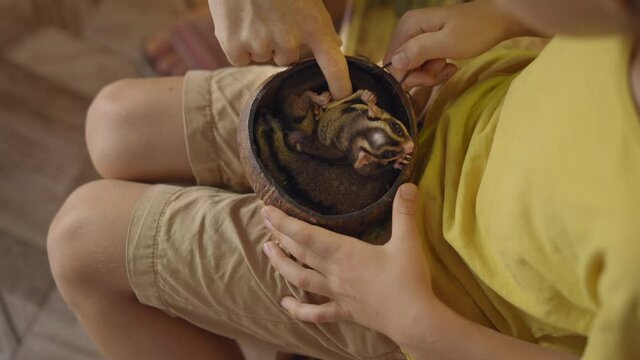 A woman and her little son visit a cafe with animals. Cafe where you can contact animals. A boy holds a nest with two sleepy flying squirrels