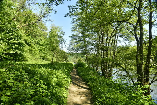Chemin p&eacute;destre &eacute;troit traversant les ronces et orties dans un bois le long de l'Ourthe &agrave; Esneux 