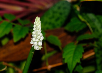 fresh white flower bouquet buds and blooming in home garden. pretty plant in natural park