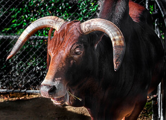 Zebu nano bull near the fence in its inclosure