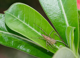 golden yellow head spider on green leaf in botany garden thailand. Furry insect  eight legs.