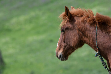 Obraz premium portrait of a horse