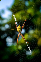 spider on the web