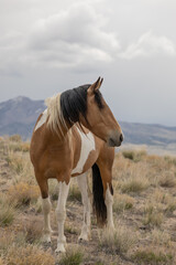 Beautiful Wild Horse in the Utah Desert