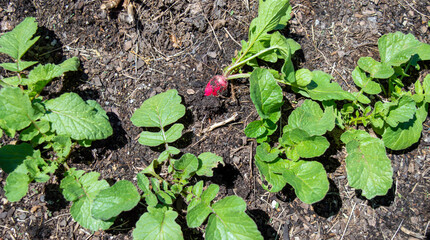 The radish is an edible root vegetable, easy to grow, quick to harvest and an easy crop for the novice to gardener to begin with. Bokeh effect.