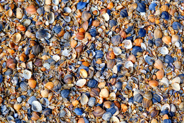 Seashells on the shore of the Caspian Sea, Republic of Dagestan, Russia