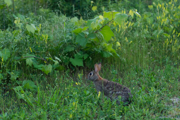 Eastern cottontail rabbit looking into the bushes