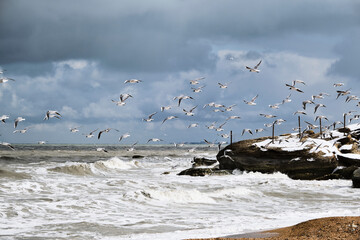 Spring migration of gulls in the Caspian Sea near Kaspiysk, Republic of Dagestan, Russia