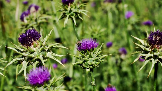 Bee on purple thistle flower in slow motion 