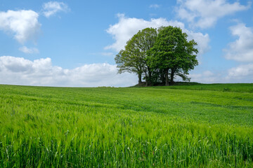 Fototapeta premium Baumgruppe im Feld