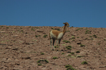 camel in the mountains