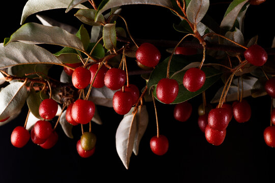 organic goumi berry in black background