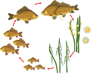 Fish life cycle. Sequence of stages of development of Crucian carp (Carassius) freshwater fish from egg to adult animal isolated on white background