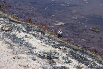 crab on the beach