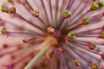Allium Giiganteum Blüte im Detail (Makro)