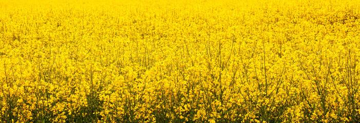 Background of yellow flowers - Powered by Adobe