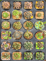 Close up on mini cactus in pot and colourful mini rock and soil in the florist shop as Brain cactus.