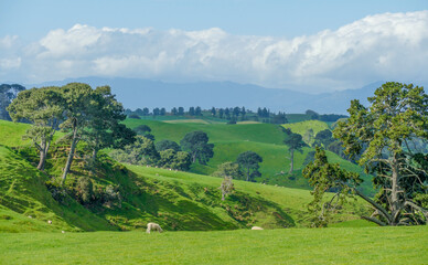 Waikato region in New Zealand