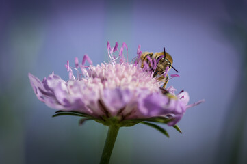 Bee on a flower