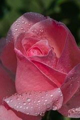 Rosa bagnata da gocce di pioggia