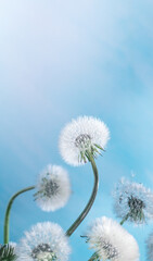 white dandelions on a blue background