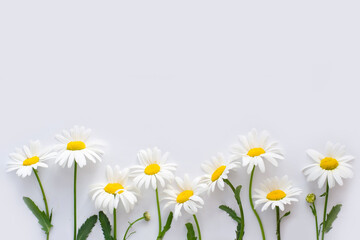 Flowers background. Daises on white paper background.