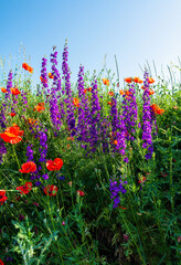 Meadow, louka, wildflowers, poppies
