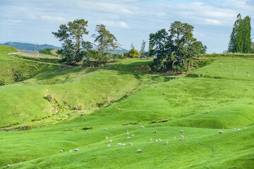 Fototapeta na wymiar Waikato region in New Zealand