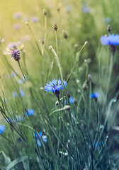 Blue Corn Flowers. Wild summertime plants