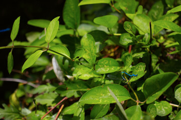 Dragonfly in the lush greenery